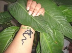 Images/tatouage_jagua/1.jpg
